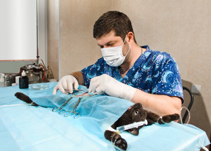 Veterinarian stock photo. Image of pets, hospital, doctor 31664728