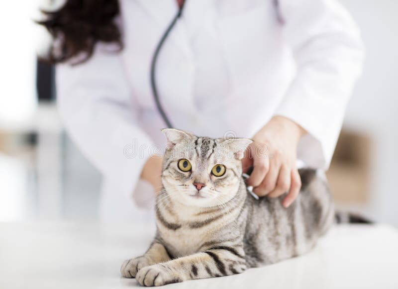 Female veterinarian medical doctor with cat