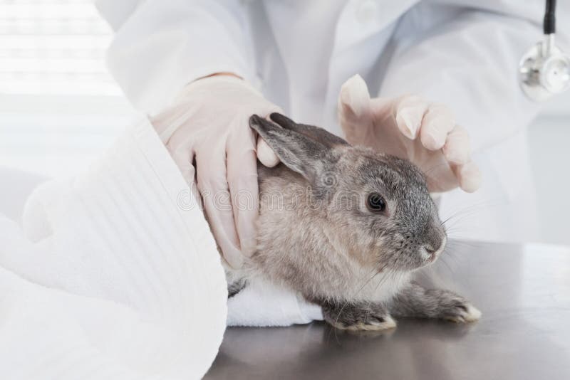 Rabbit at the veterinarian stock photo. Image of veterinarian 57748306