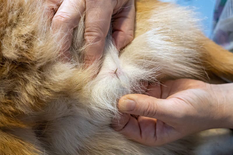 Veterinarian Removing a Grass Seed Stuck in a Dog Stock Image Image