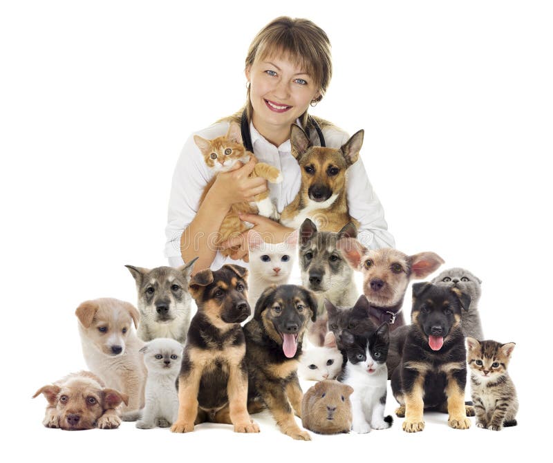 Veterinarian and Dog and Cat Stock Photo Image of cheerful, operating