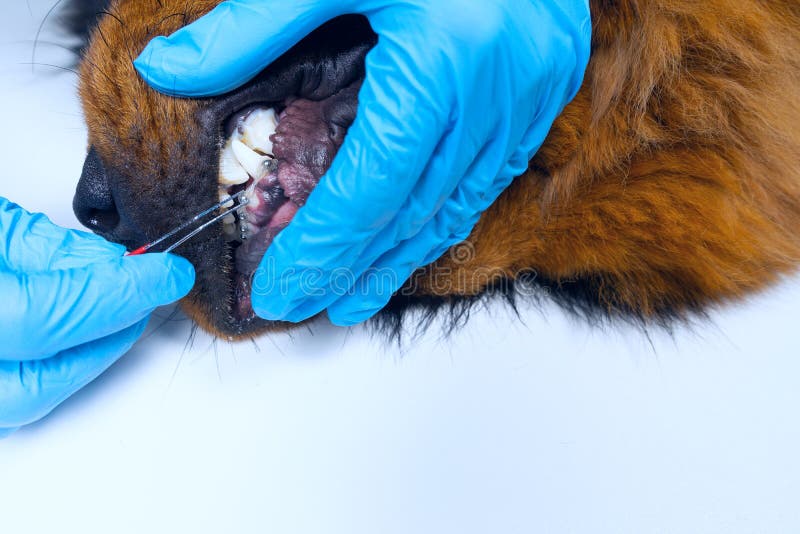 Do Dogs Really Get Braces