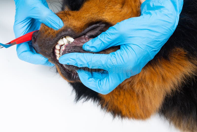 Why Do Dogs Have Braces