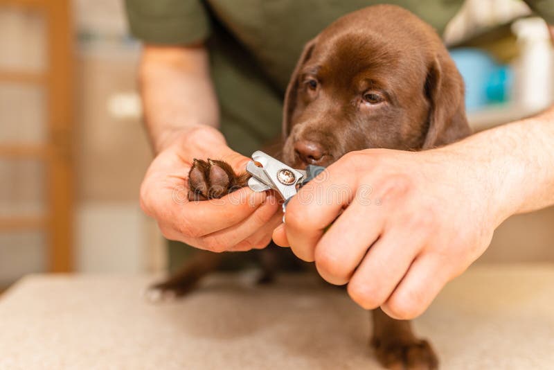 How To Cut Dog Nails, Trim Your Dog's Nails Safely