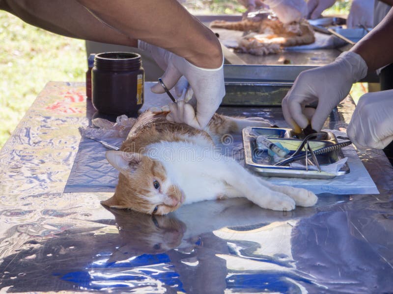 Surgical Sterilization Of Cat Stock Image Image of castration, knot