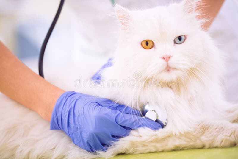 Veterinarian with stethoscope examining white persian cat at office close up