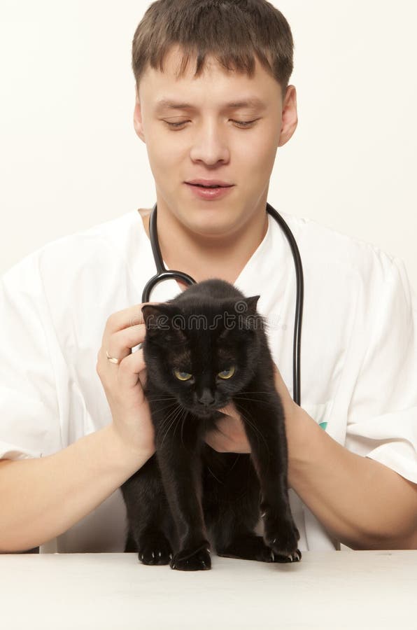 Veterinarian Surgeon Doctor and Cat Stock Image Image of veterinarian