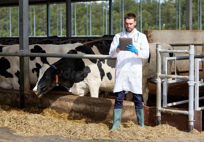 Agriculture industry, farming, people and animal husbandry concept - veterinarian or doctor with tablet pc computer and herd of cows in cowshed on dairy farm. Agriculture industry, farming, people and animal husbandry concept - veterinarian or doctor with tablet pc computer and herd of cows in cowshed on dairy farm