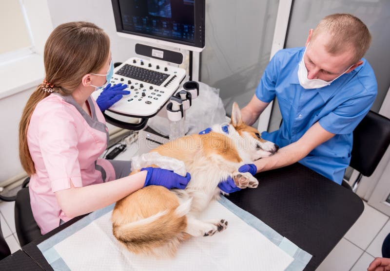 Veterinarian Examines The Ears Of A Sick Dog Stock Image Image
