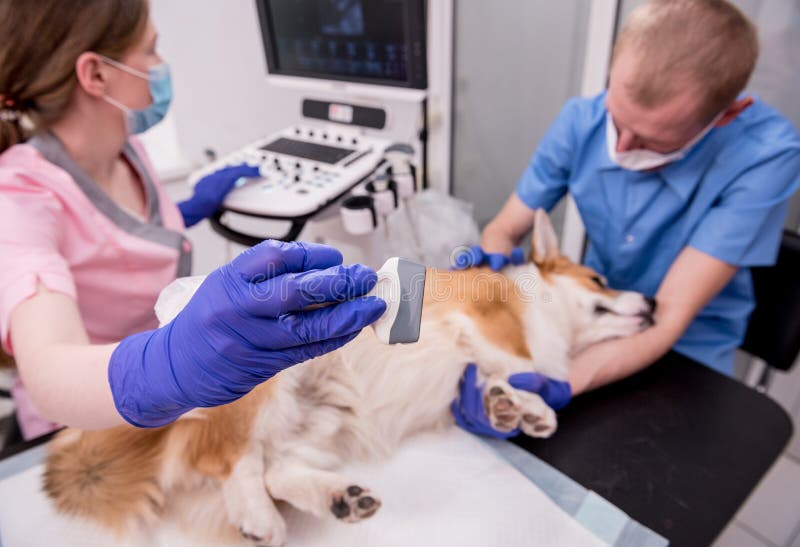 Veterinarian Examines The Ears Of A Sick Dog Stock Image Image