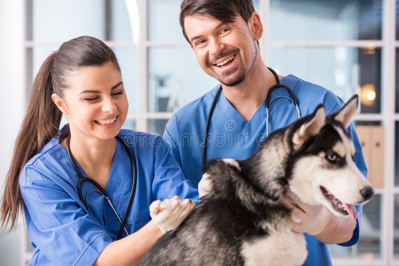 Two veterinarian are examining a cute siberian husky at hospital.