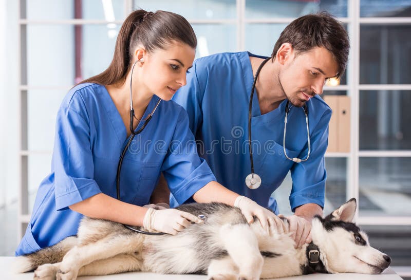 Two veterinarian are examining a cute siberian husky at hospital.