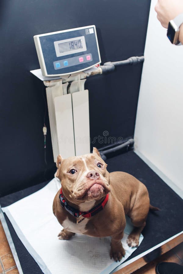 The veterinarian weighs the pit bull on an electronic scale