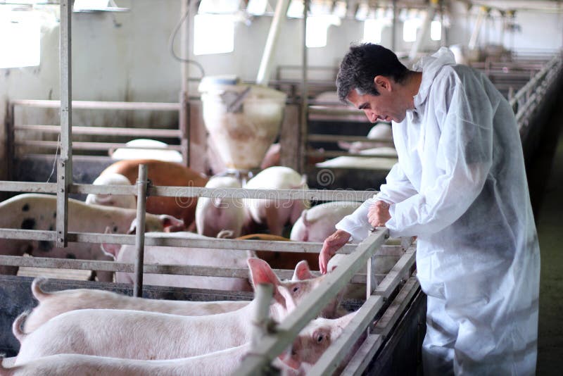 Veterinario medico di controllo suini in un allevamento di suini.