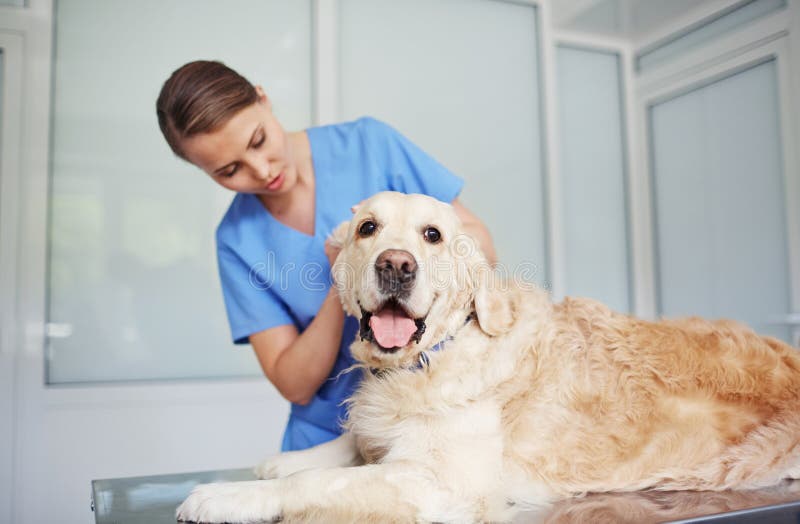 Work of veterinarian stock photo. Image of clinician 139064740