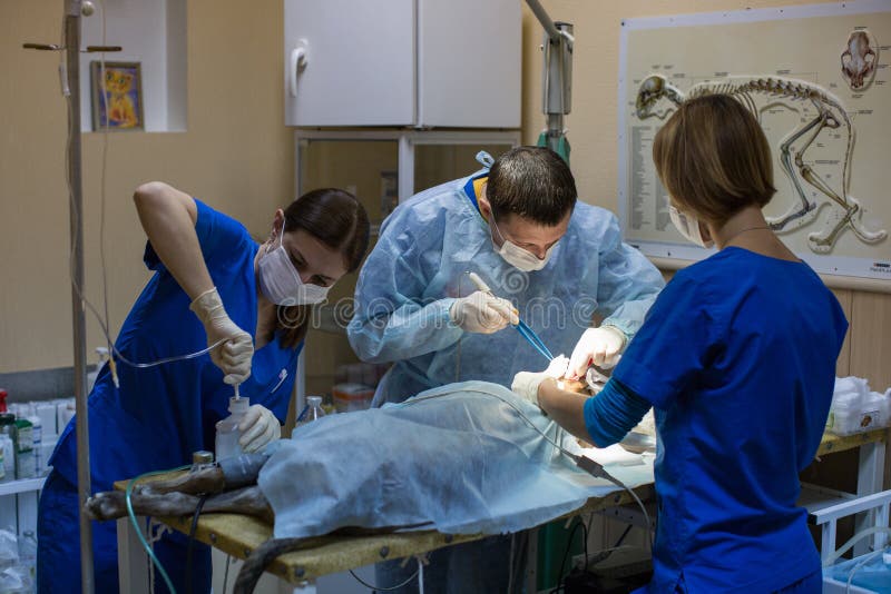 Veterinarians Perform Surgery on a Dog in the Clinic Stock Image Image of glove, catheter