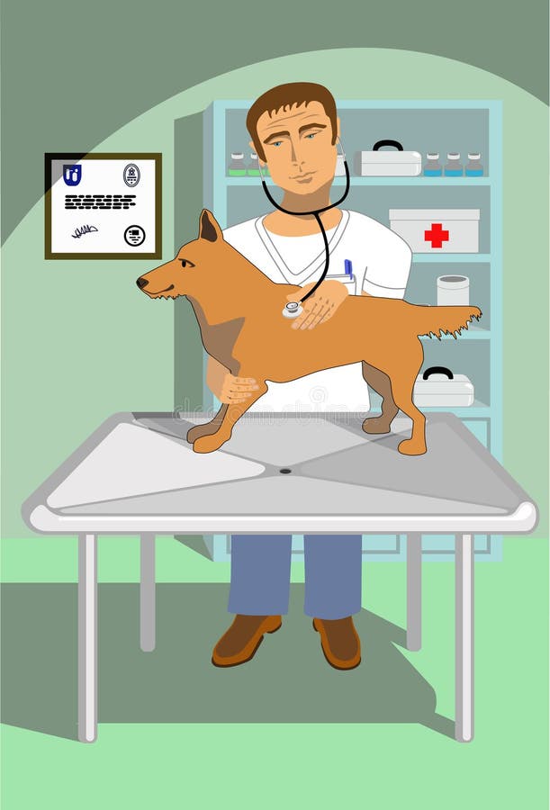 A veterinarian examining a dog. A veterinarian examining a dog