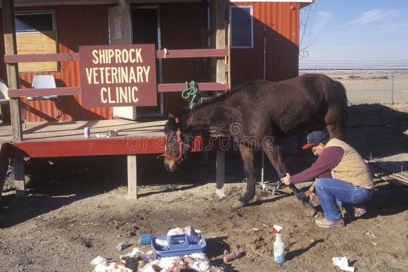 Veterinario animal grande foto de archivo Veterinario animal grande foto de archivo