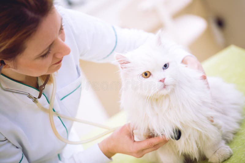 Veterinario con el estetoscopio que examina el gato persa en la oficina foto de archivo libre de regalías Veterinario con el estetoscopio que examina el gato persa en la oficina foto de archivo libre de regalías