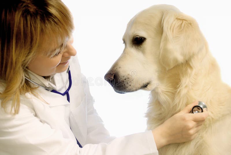 Veterinario con il cane fotografia stock libera da diritti Veterinario con il cane fotografia stock libera da diritti