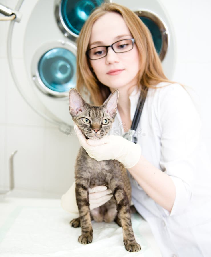 Veterinario con il gatto in chirurgia di un medico fotografia stock libera da diritti Veterinario con il gatto in chirurgia di un medico fotografia stock libera da diritti