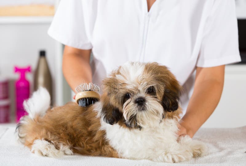 Veterinario con su perro Shih Tzu foto de archivo Veterinario con su perro Shih Tzu foto de archivo