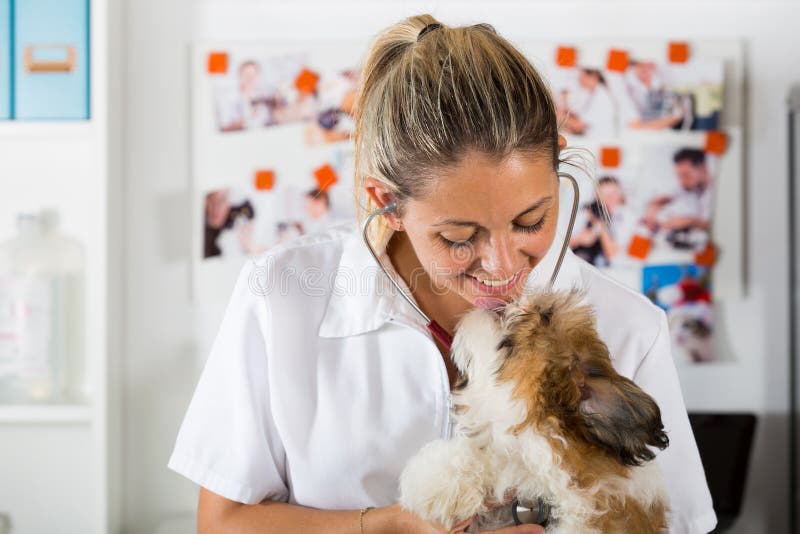 Veterinario con su perro Shih Tzu foto de archivo Veterinario con su perro Shih Tzu foto de archivo