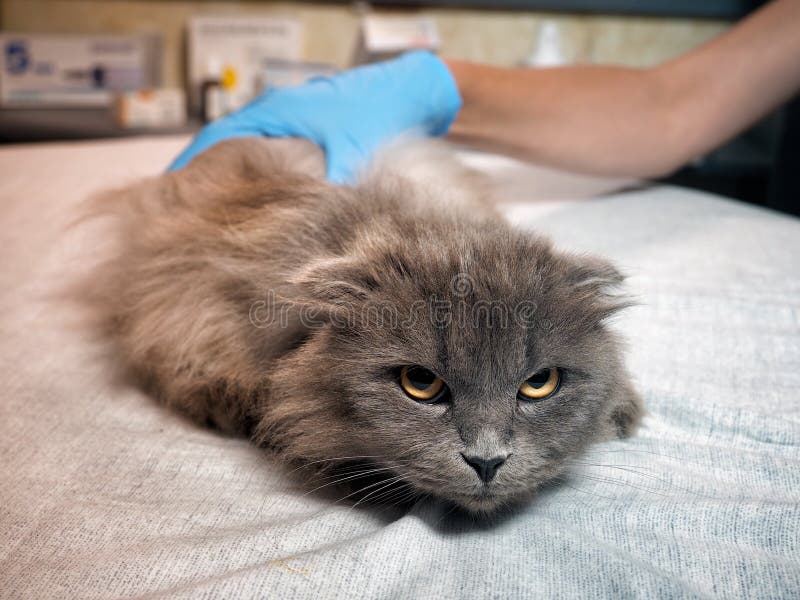 Veterinario examina a un gato disgustado