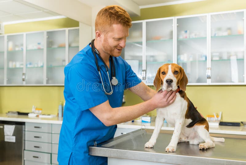 Veterinario examing el perro lindo del beagle imagen de archivo Veterinario examing el perro lindo del beagle imagen de archivo