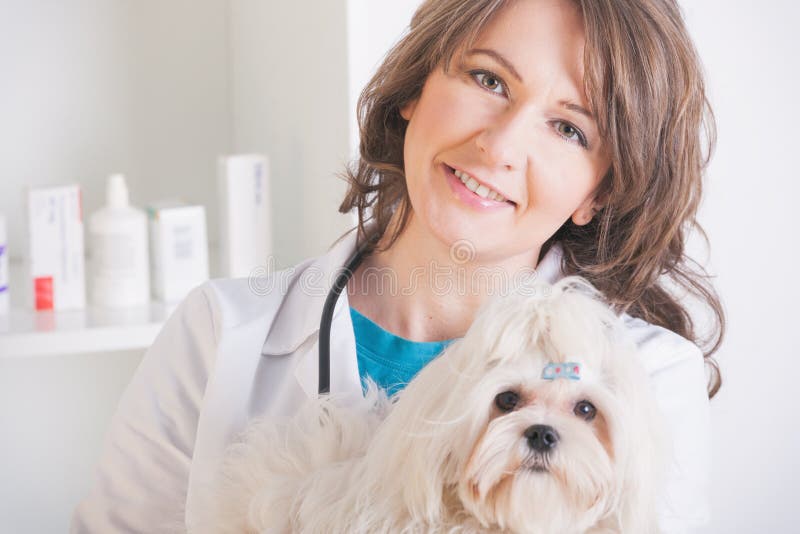 Veterinario feliz de la mujer que sostiene un peque?o perro imagen de archivo libre de regalías Veterinario feliz de la mujer que sostiene un peque?o perro imagen de archivo libre de regalías