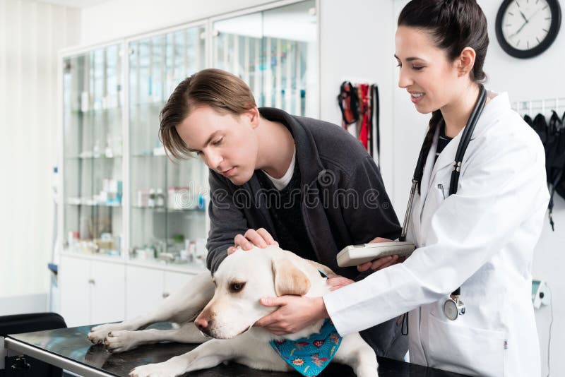Veterinario femenino examinador perro fotografía de archivo