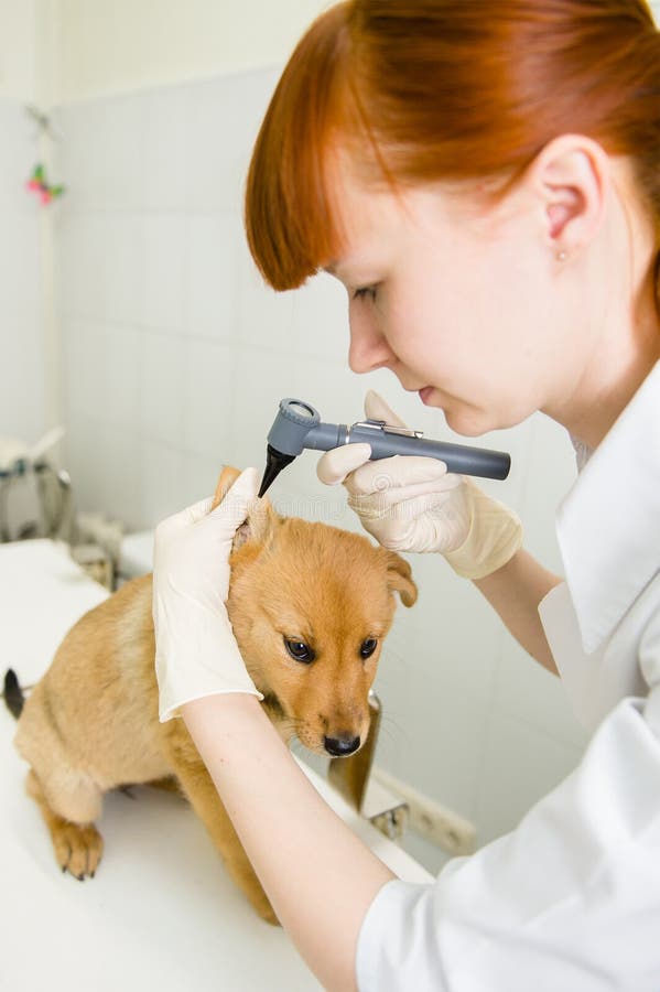 Veterinario que examina un dog& x27; oído de s con un otoscopio imagenes de archivo Veterinario que examina un dog& x27; oído de s con un otoscopio imagenes de archivo