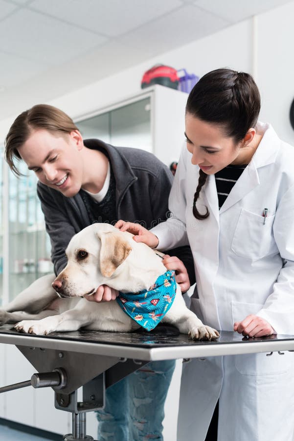 Veterinario que examina un labrador en el hospital imagen de archivo libre de regalías