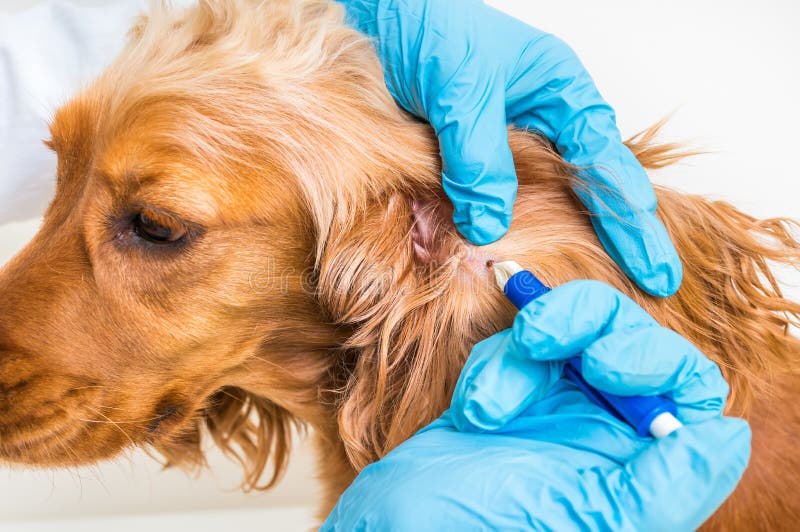 Veterinario que quita una señal del perro de cocker spaniel imagen de archivo libre de regalías Veterinario que quita una señal del perro de cocker spaniel imagen de archivo libre de regalías