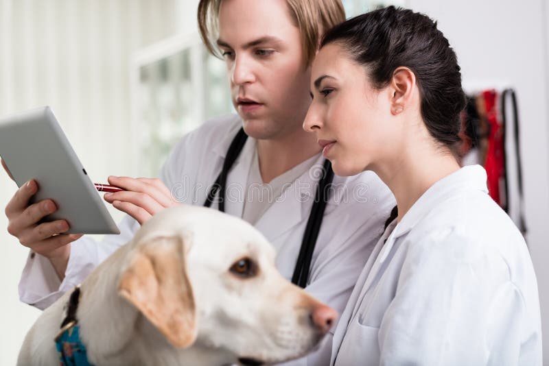 Veterinario que utiliza tableta digital fotografía de archivo libre de regalías