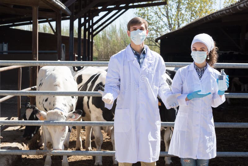 Veterinario serio del hombre y de la mujer que se coloca cerca de vacas fotos de archivo libres de regalías Veterinario serio del hombre y de la mujer que se coloca cerca de vacas fotos de archivo libres de regalías