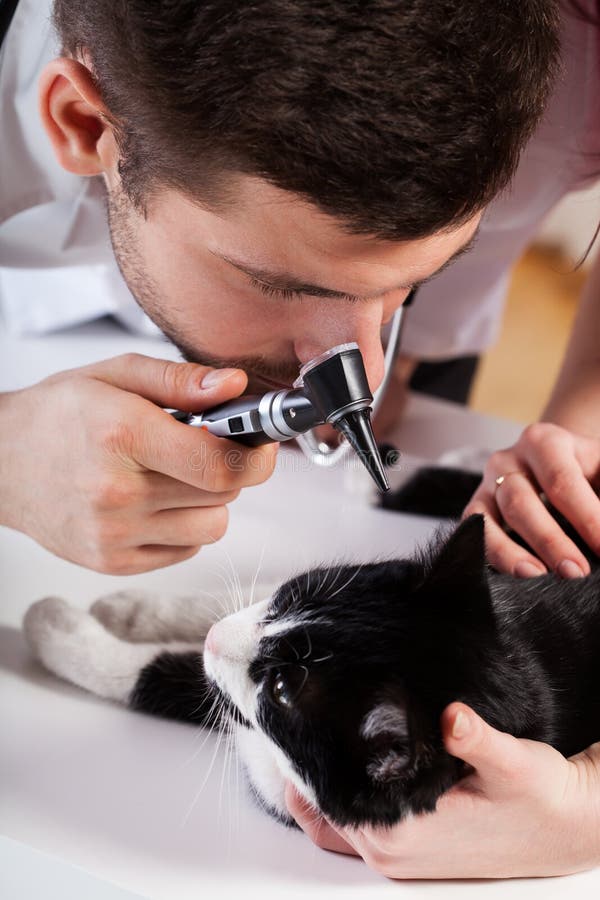 Veterinario un orecchio del gatto d'esame fotografie stock Veterinario un orecchio del gatto d'esame fotografie stock