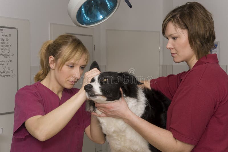 Veterinary stock photo. Image of bodercollie, occupation 18999174