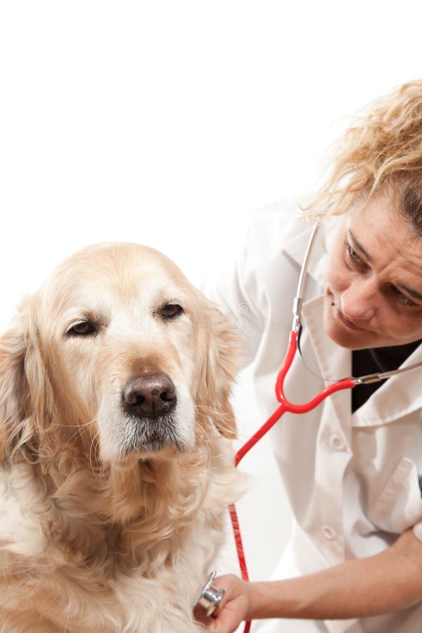 Veterinary stock photo. Image of canine, treatment, licensed 29280412