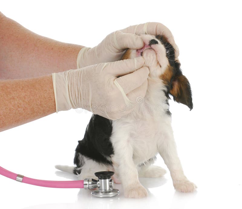Veterinary care stock image. Image of medicine, obedient 11343587