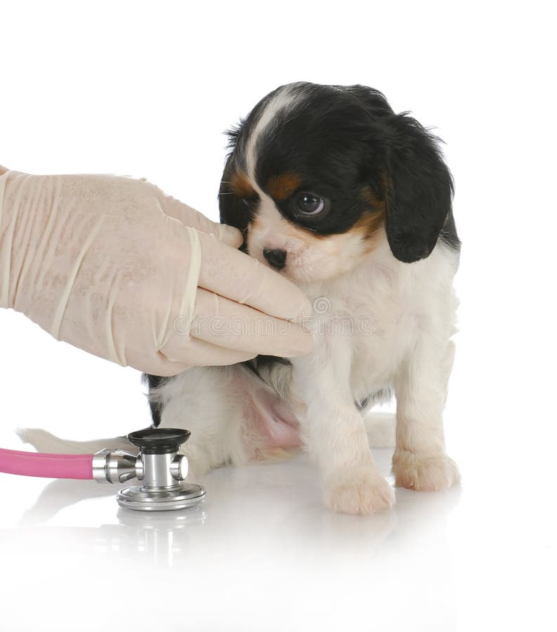Veterinary care stock photo. Image of doctor, medicine 12312808