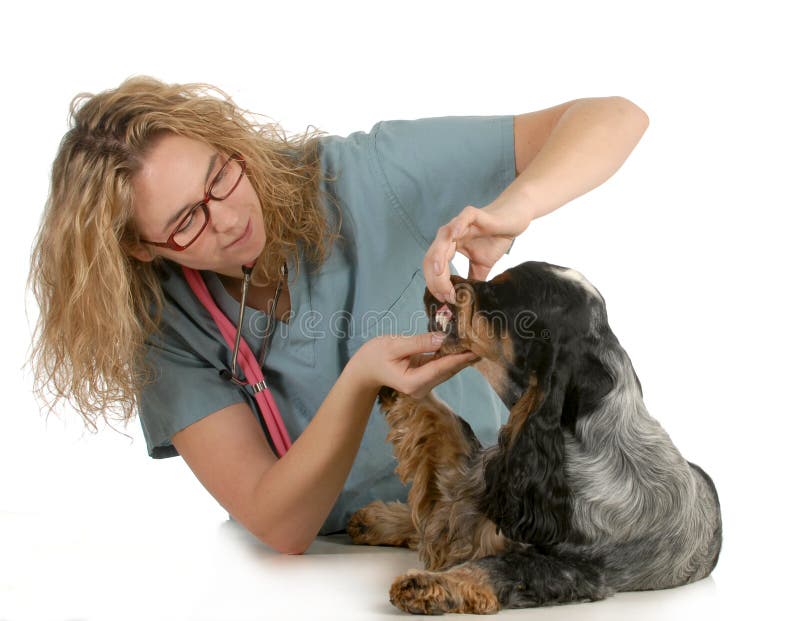 Veterinary care stock photo. Image of doctor, medicine 12312808