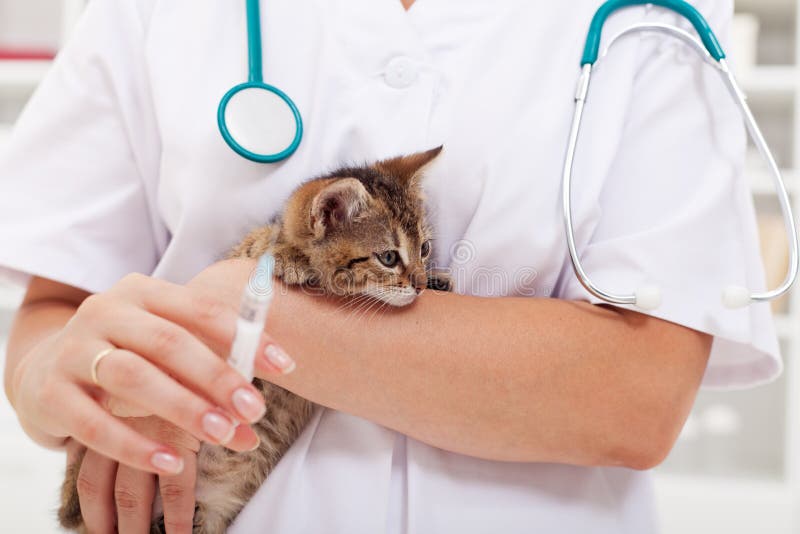 Veterinario cuidado sobre el el ahorrar gatito recepción inyección.