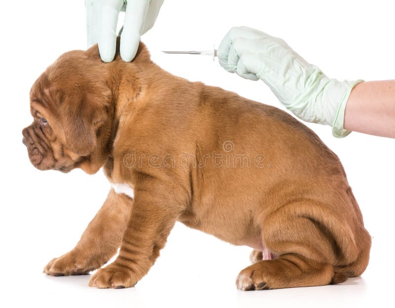 Veterinary care