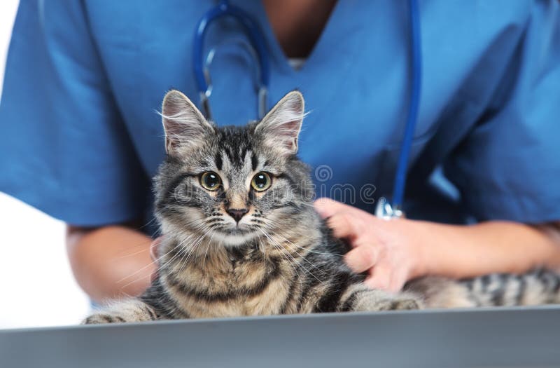 Z blízka z veterinář tvorba kontrola z roztomilý krásný kočka.