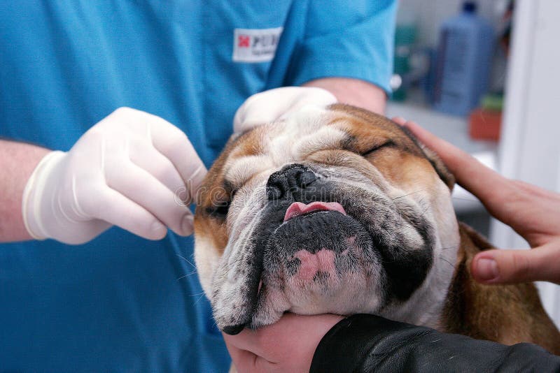 Veterinary clinic royalty free stock photography Veterinary clinic royalty free stock photography