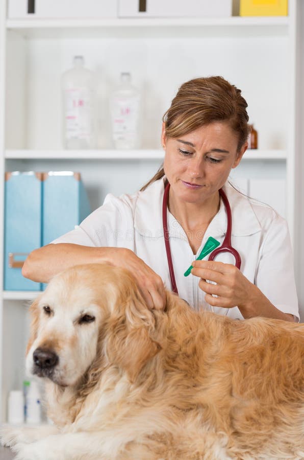 happenstance veterinary clinic happenstance veterinary clinic