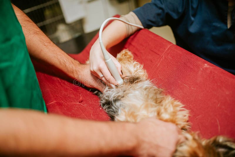 how much does a dog ultrasound cost