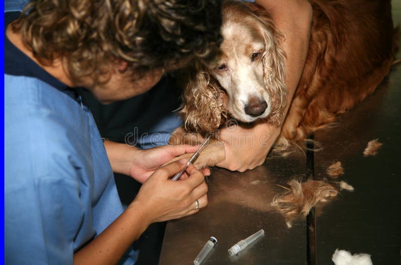 Gli animali veterinario Ospedale.