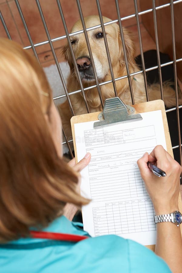 Veterinary Nurse Checking on Animals in Cages Stock Photo Image of